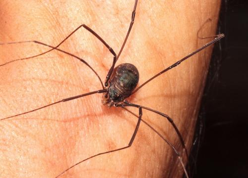 Leiobunum sp.